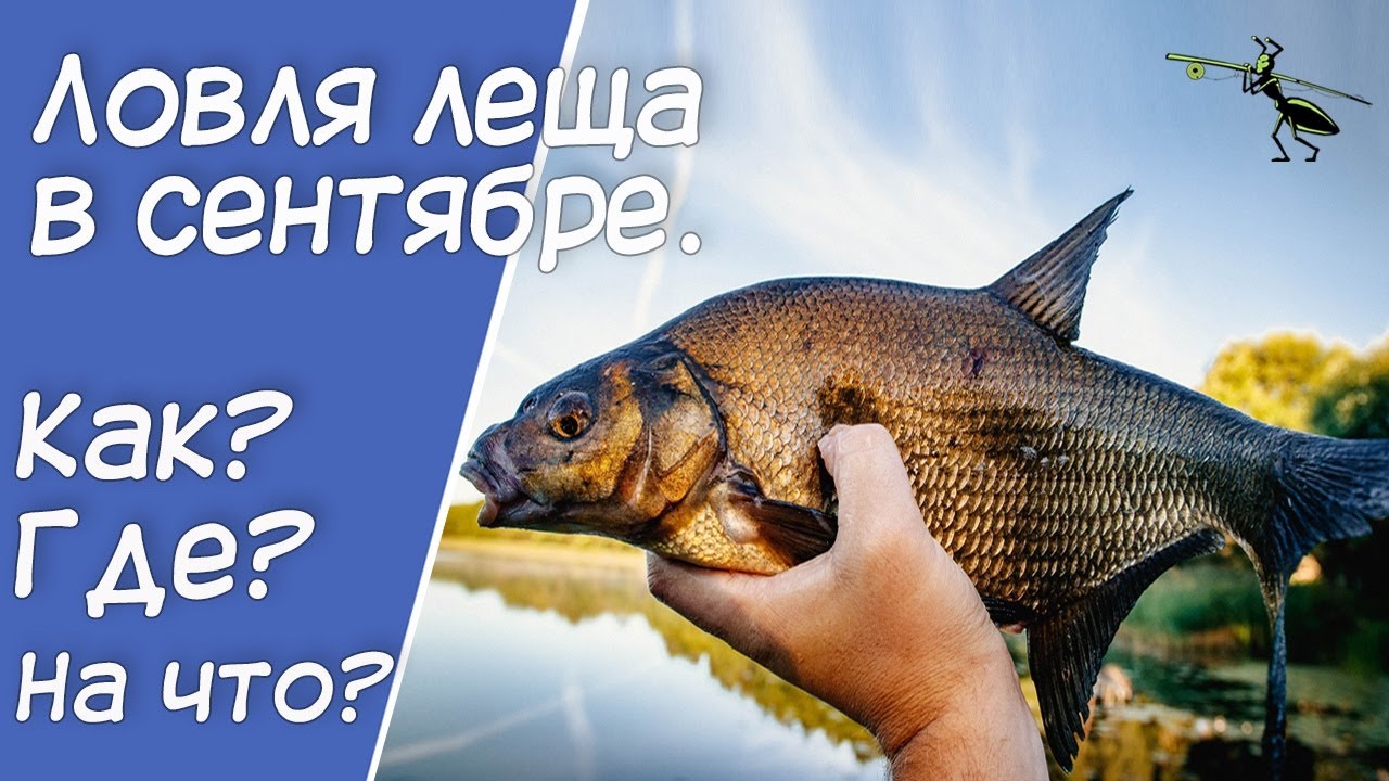 Фидерная рыбалка: секреты ловли леща в сентябре 🎣