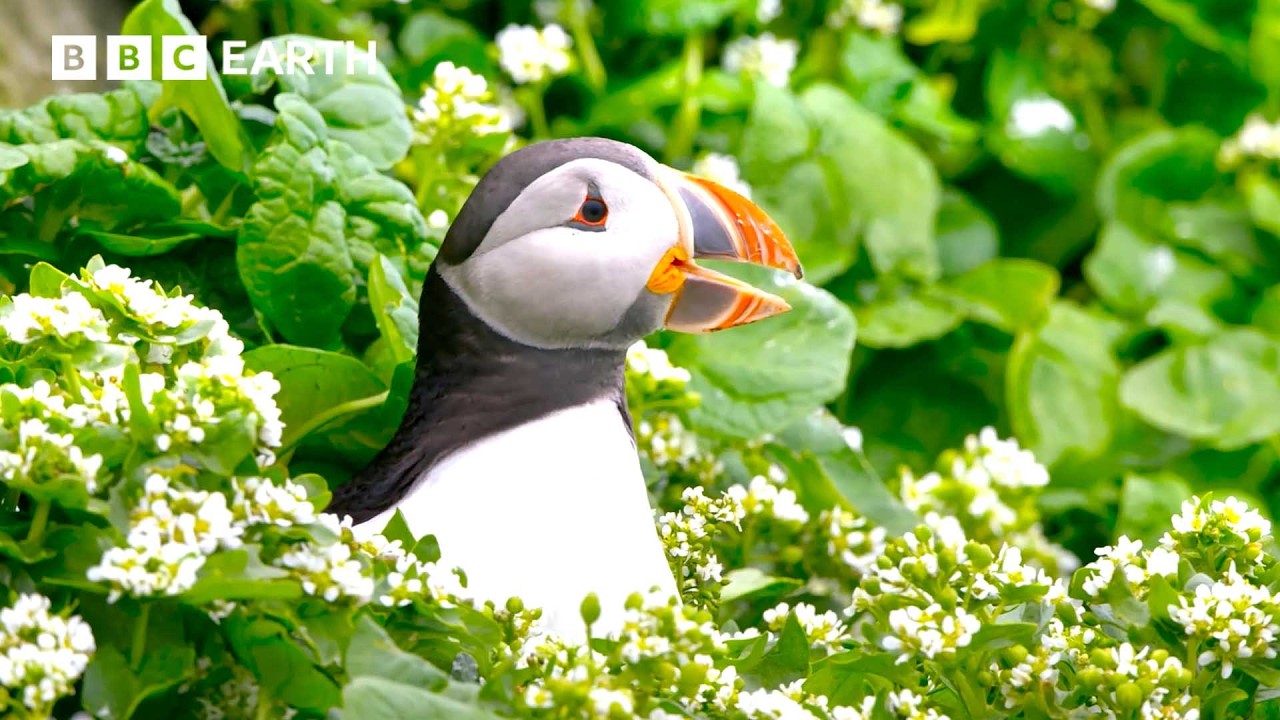 2 Hours of Earth's Most Amazing Animals 🐾