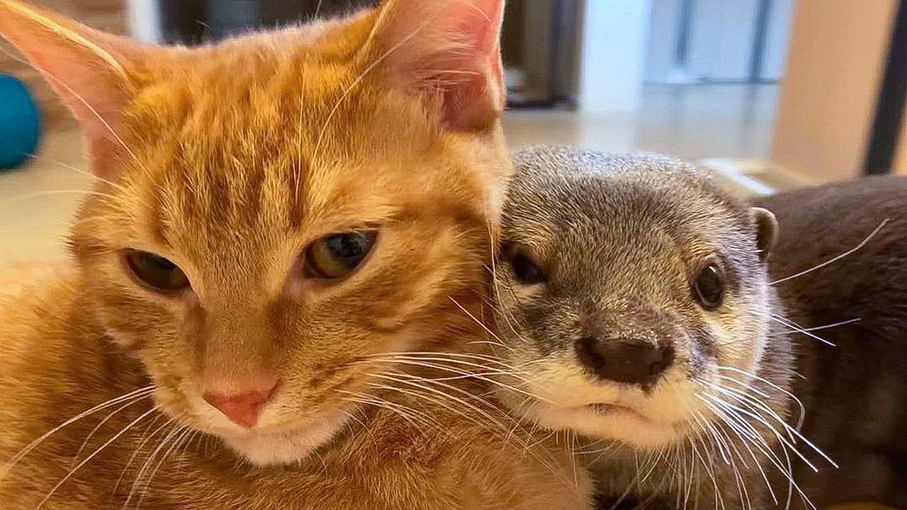 Adorable Otter & Cat Duo 🐾