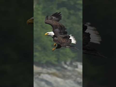 Eagle flys full speed through rain storm, grabs a dying fish from the water and swallows it whole.