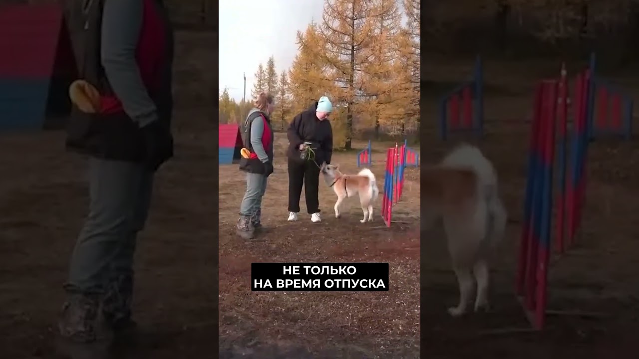 📍Гулять с питомцем полноценно – к этому призывают владельцев собак #новости #янао