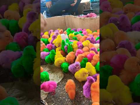 شفا الصيصان 😍🐥