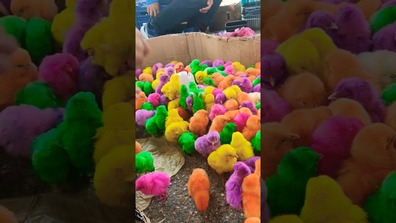 شاهد أروع صور الصيصان الصغيرة 🐥