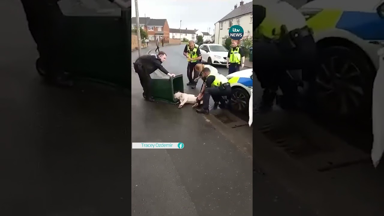 Police Release Bodycam Footage After Controversial Dog Incident in Coventry 🐶