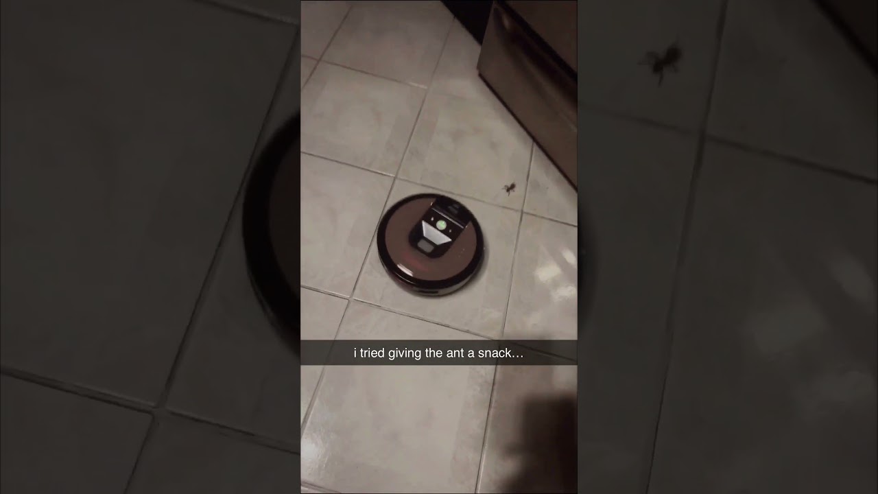 Tried Giving an Ant a Snack 🐜 #Shorts