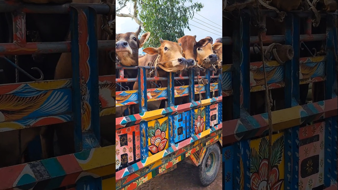 Data Cow #Shorts 🐄