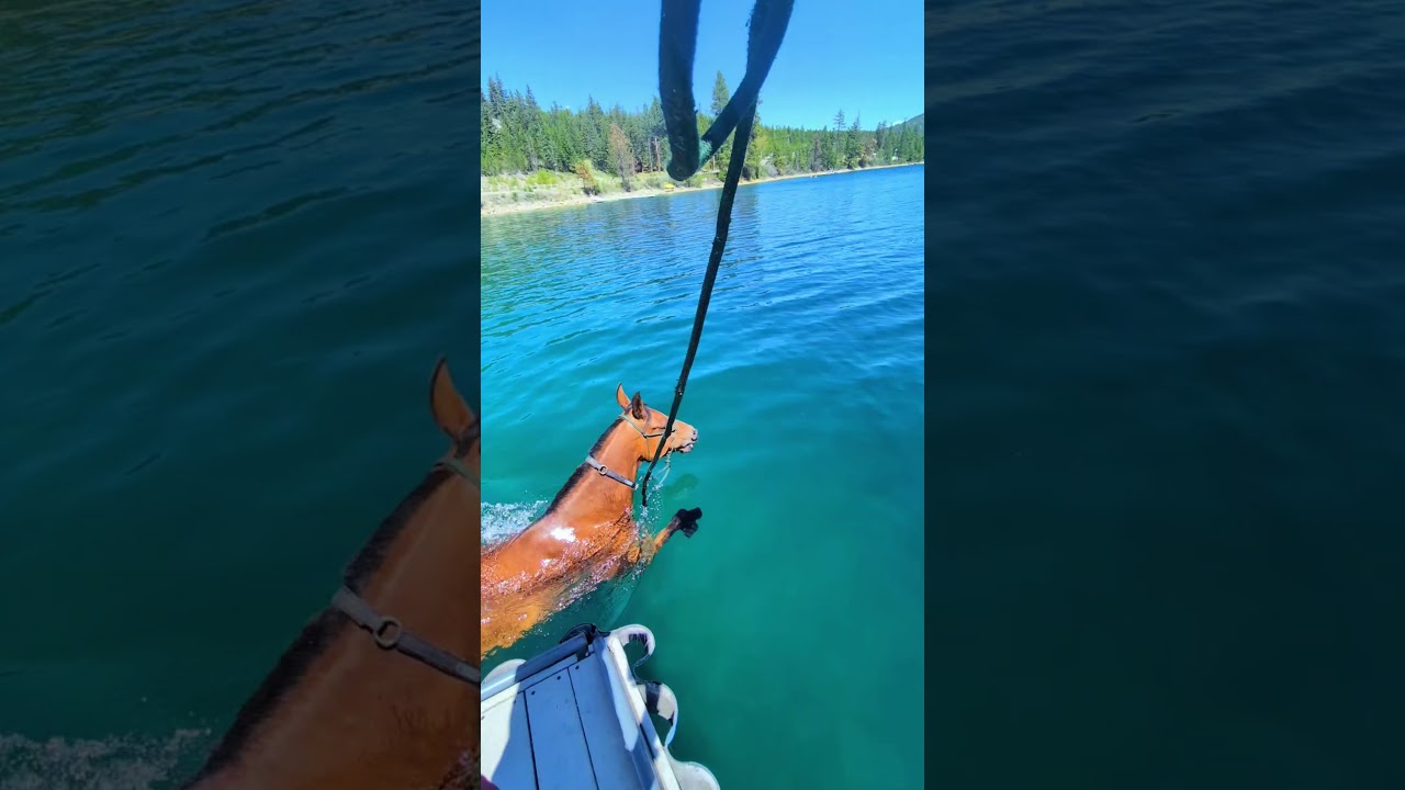 Cooling Off the Horse