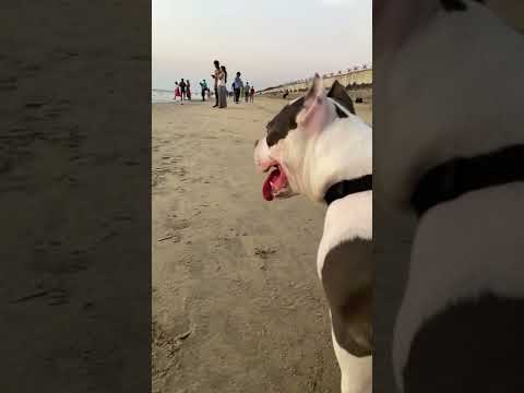 #americanbully #pitbull #dogs #dogsofinstagram #doglover #youtubeshorts #trending #atb