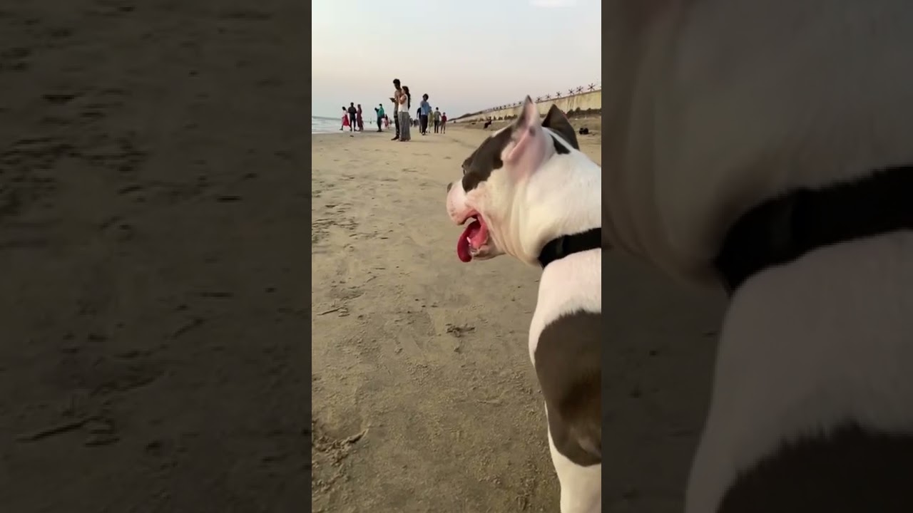 American Bully & Pitbull Dogs 🐶