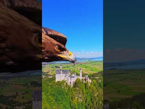 POV: an eagle steals your camera 👁 📸 #insta360 #eagle #pov #shorts