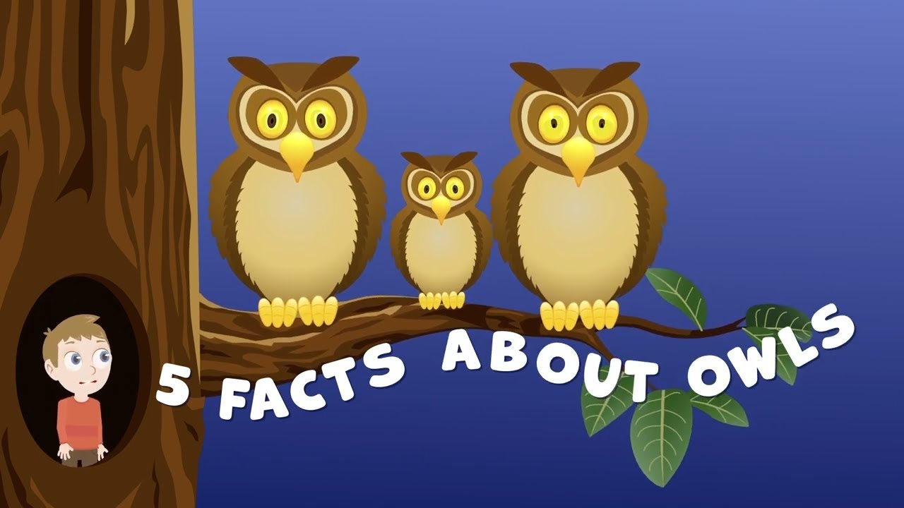 Owl Facts for Kids 🦉 | Fun Animal Facts