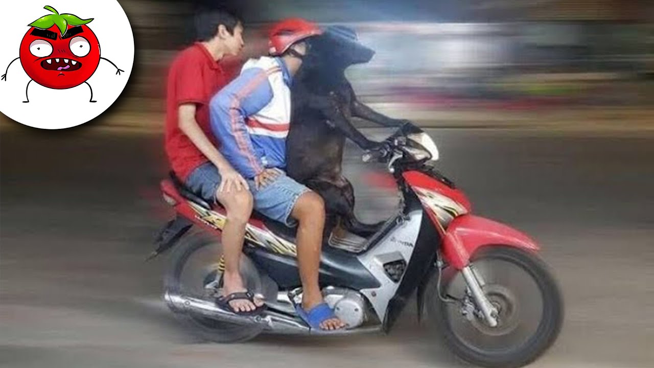 ЗАСМЕЯЛСЯ ПОДПИСАЛСЯ | Тест на психику и лучшие приколы 2025 года | Угар #160