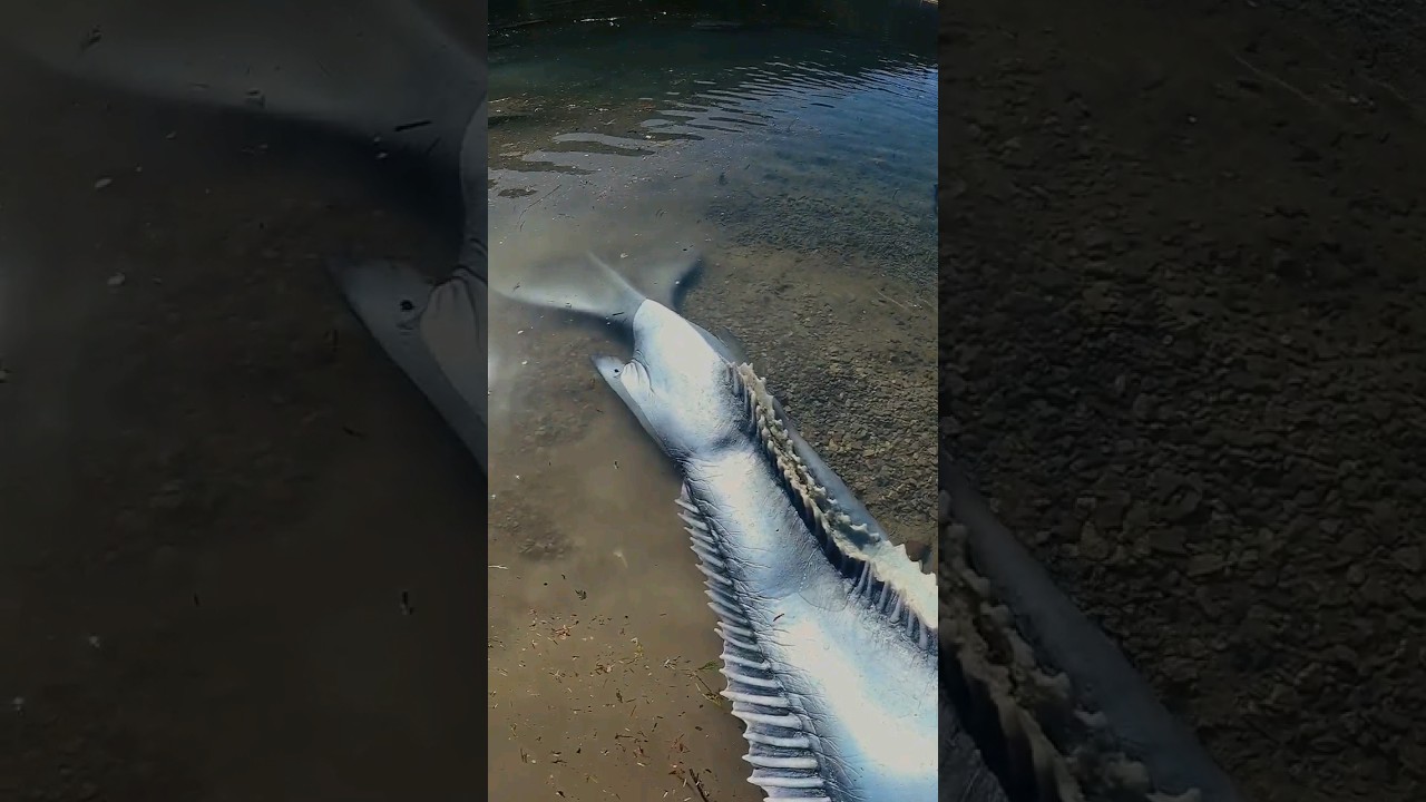 First Swim with Siren Tail at the Beach 🖤