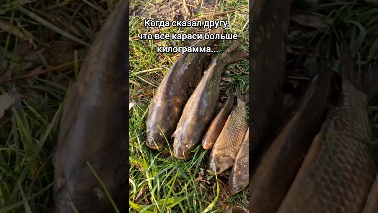 Килограммовые караси в 2024 году 🎣