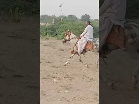 #contentcreator #explorepage #creativityhub #globaltrends #mustwatch #horse