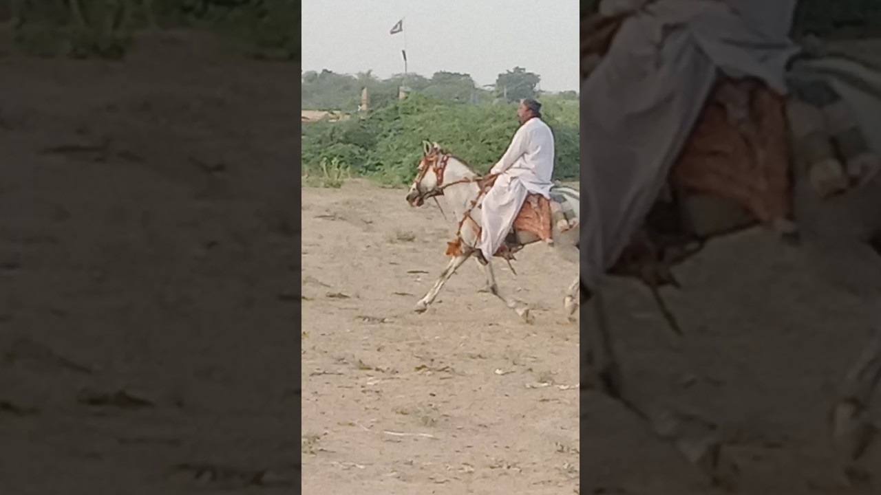 Discover Stunning Horse Videos Trending Now 🐎