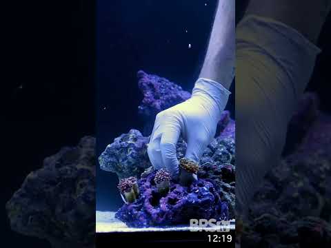 How to set up a coral garden in 30 seconds. #saltwateraquarium #reeftank #bulkreefsupply #brstv