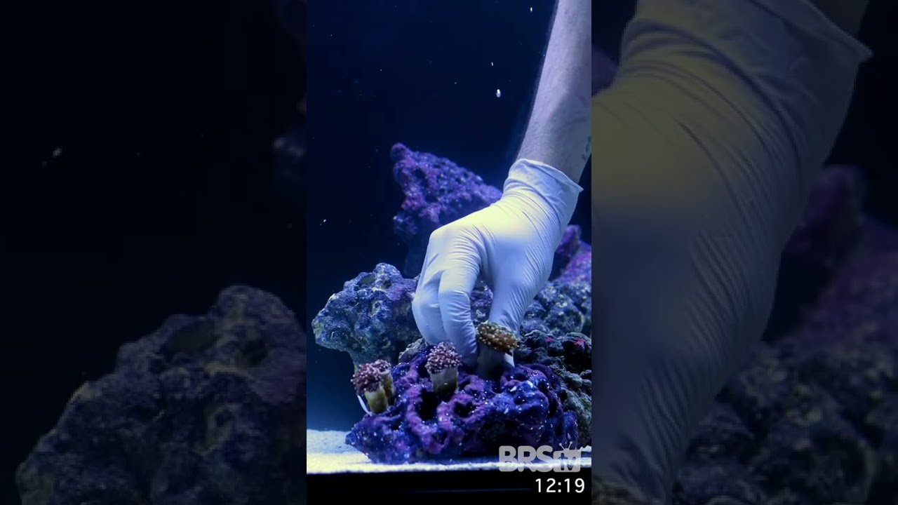Create a Stunning Coral Garden in Just 30 Seconds! 🌊