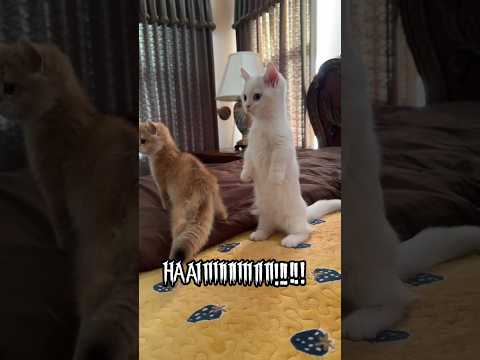 Ruby chan! βΊοΈ #memes