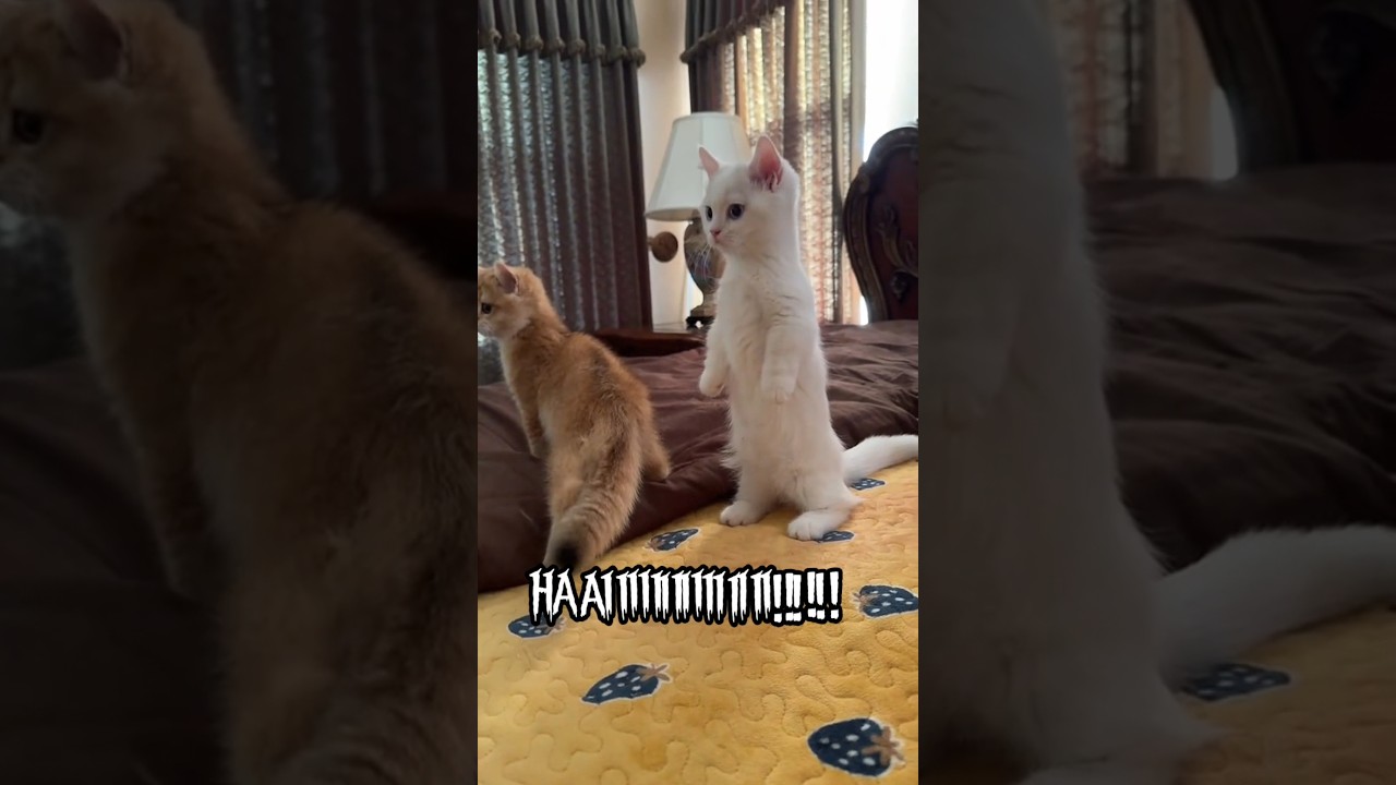 Meet Ruby Chan! 🐱 The Cutest Funny Cat Meme