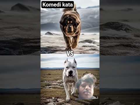 Top 9 Strongest Dogs #dogs #topdogs #pitbull