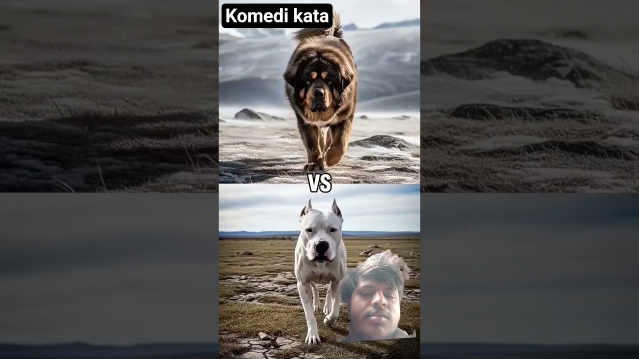 Top 9 Strongest Dogs