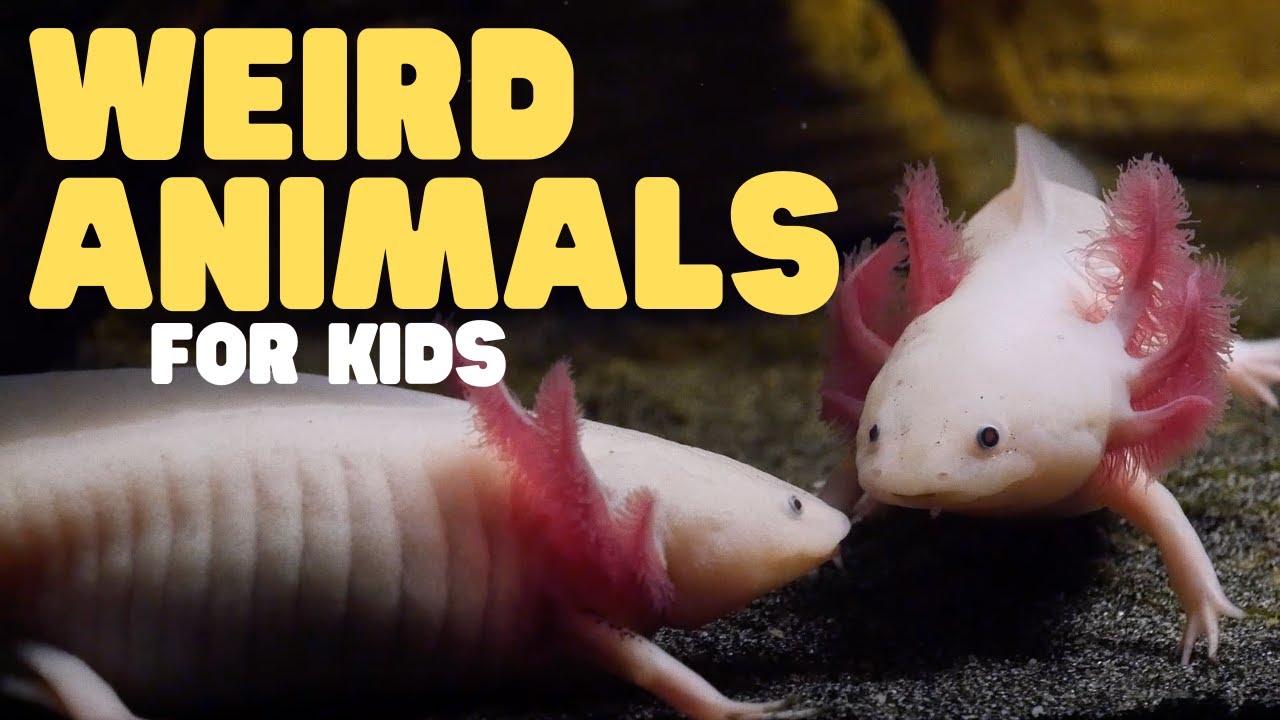 Odd Animals for Kids 🐾 | Learn About These Creatures