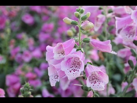 Pouvoir des plantes : La belladone 🌿