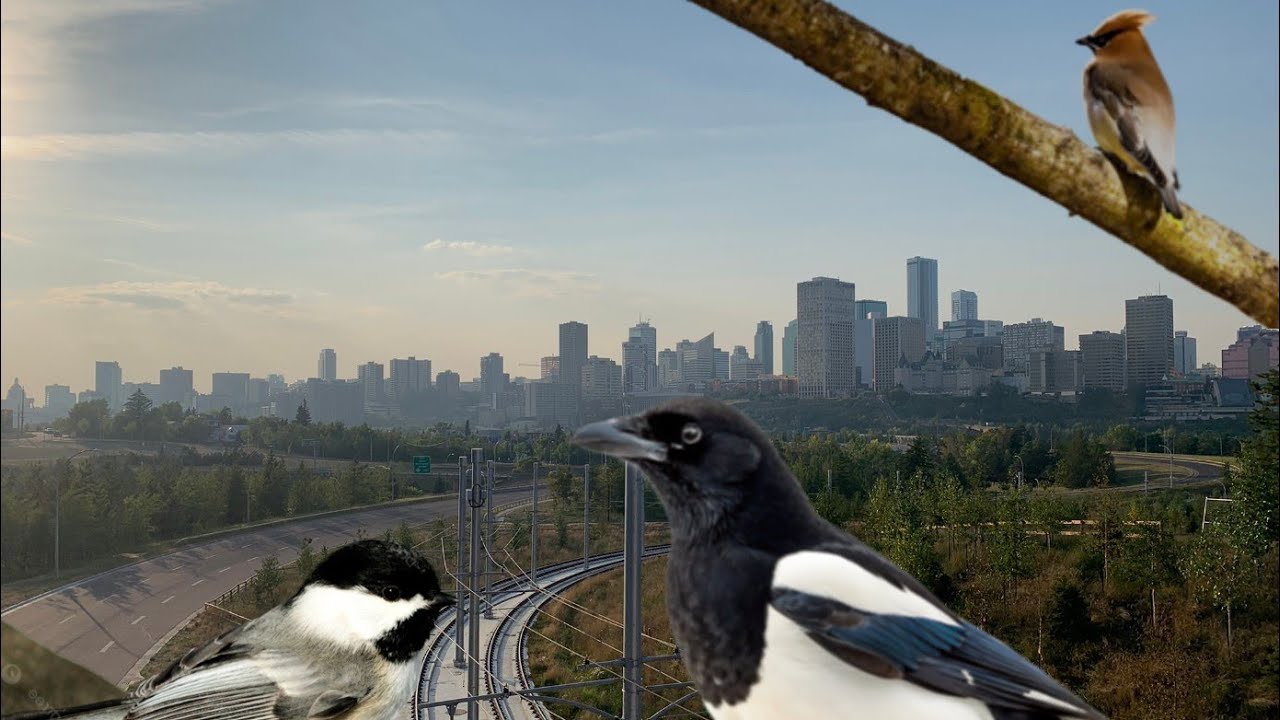 3 Common Birds in Edmonton River Valley π¦