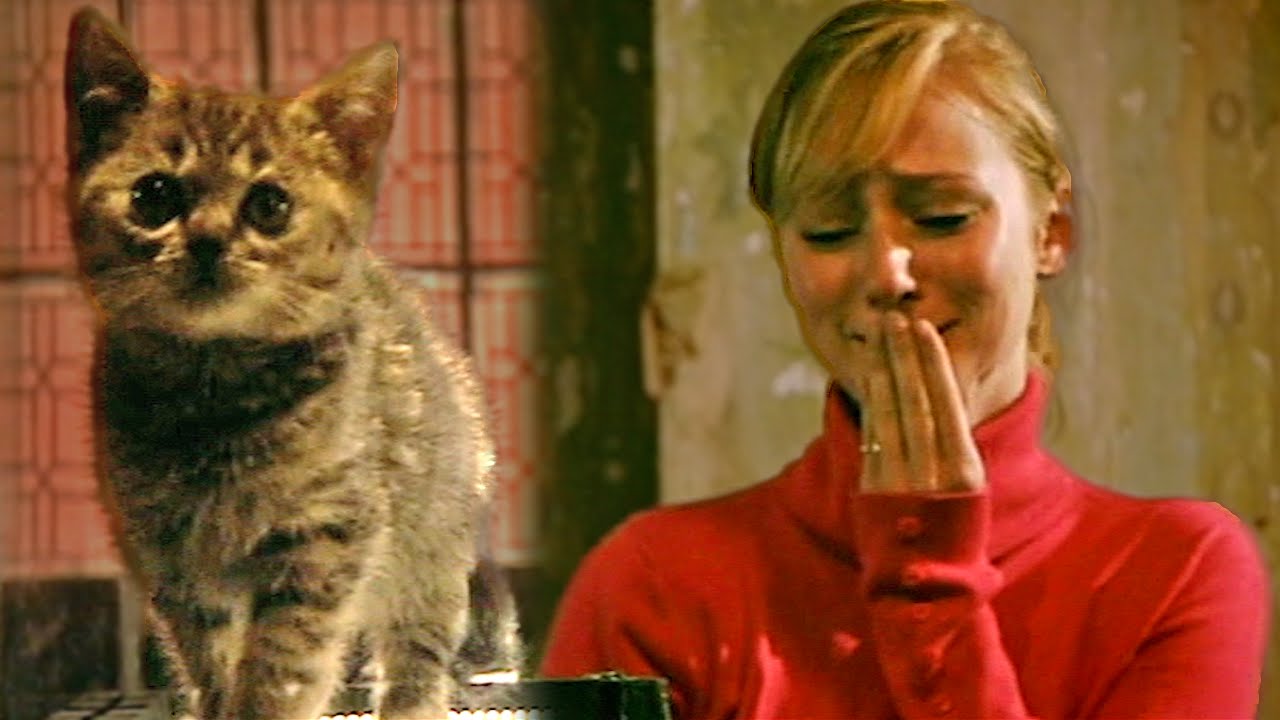 Can Derren Brown Convince Someone to Kill a Kitten? 🐱