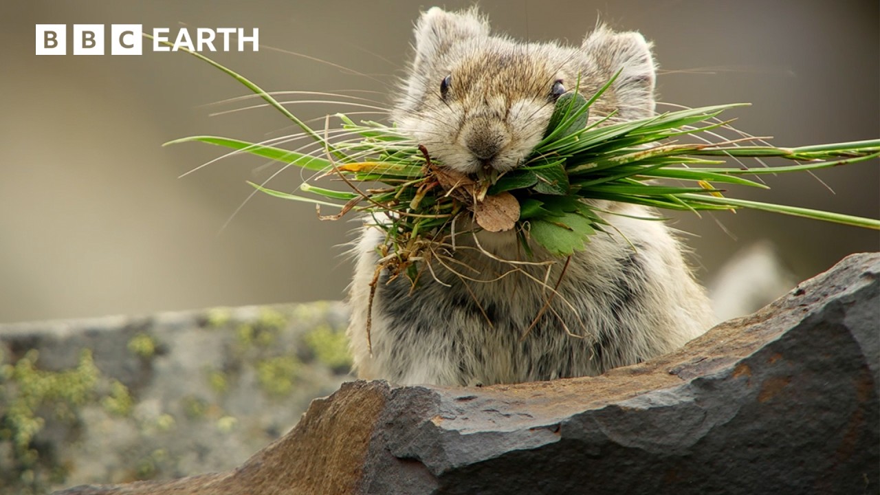 Pika: The Tiny Mountain Bandit | Natural Born Rebels | BBC Earth