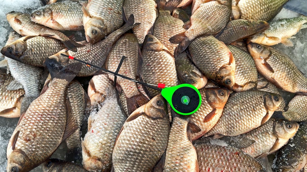 Зимняя рыбалка: ловля карася на безмотылку ❄️