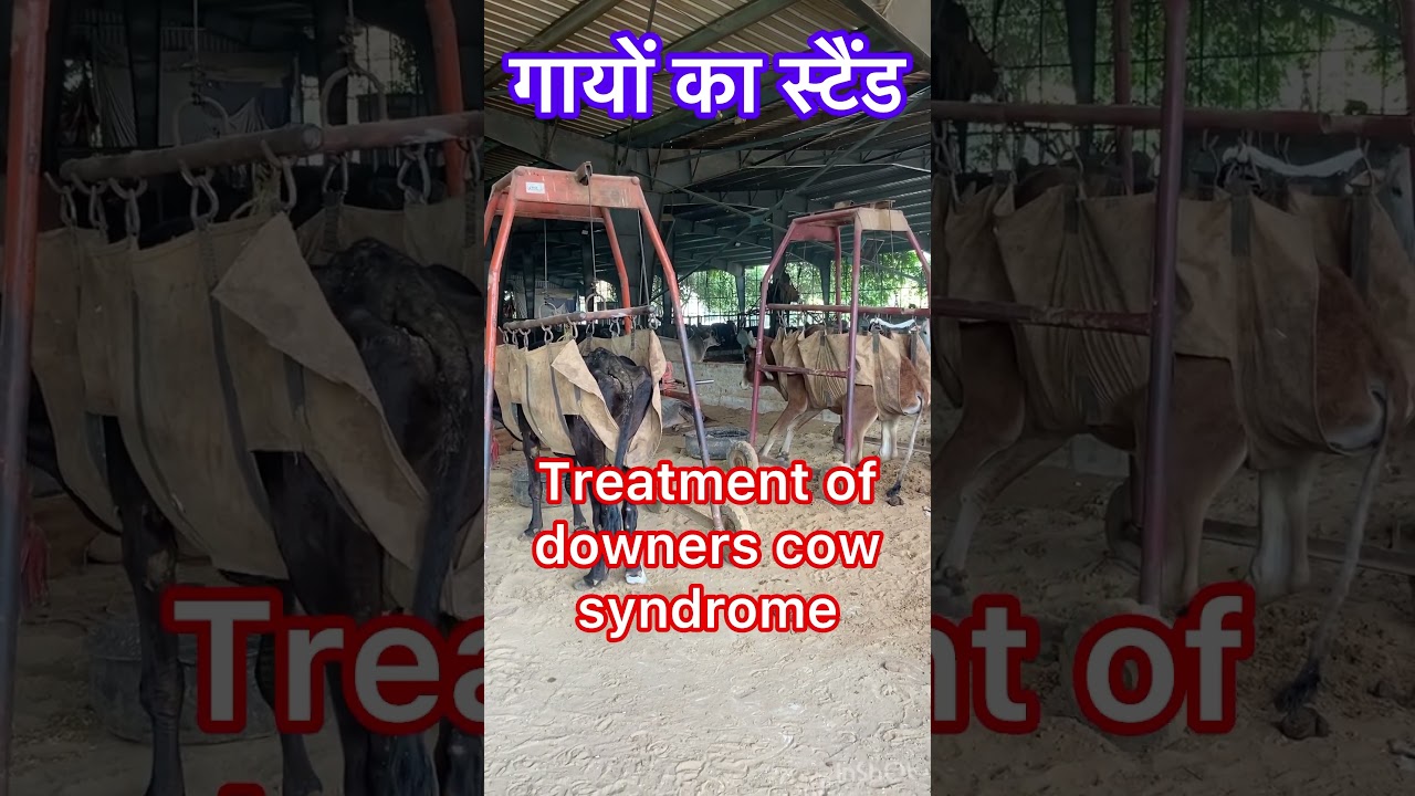 Downer Cow Syndrome by Dr. Umar Khan 🐄