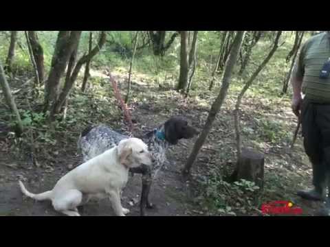 Trüffelsuche in Kroatien - auf der Suche nach dem Gold in Istrien!