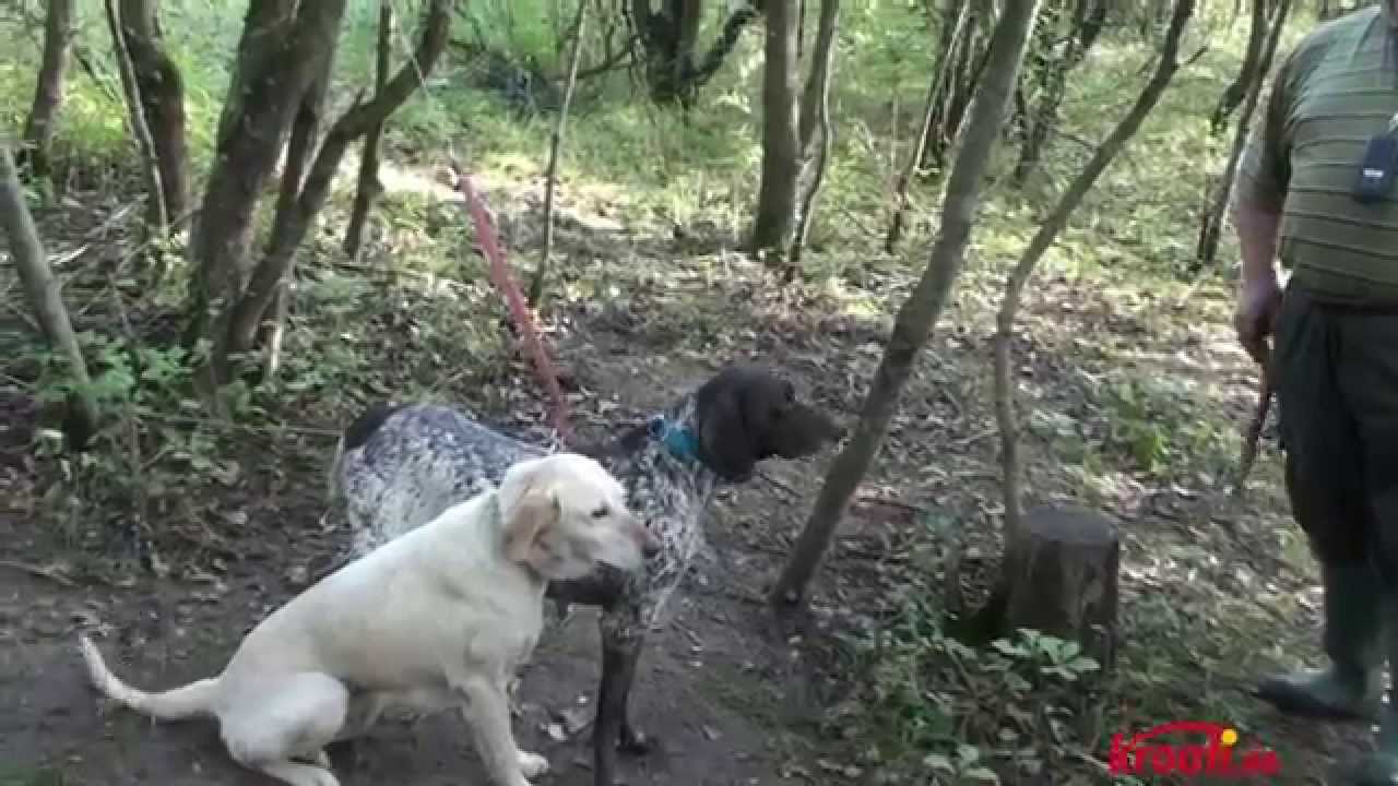 Entdecke die Trüffeljagd in Kroatien: Istriens verstecktes Gold 🥂