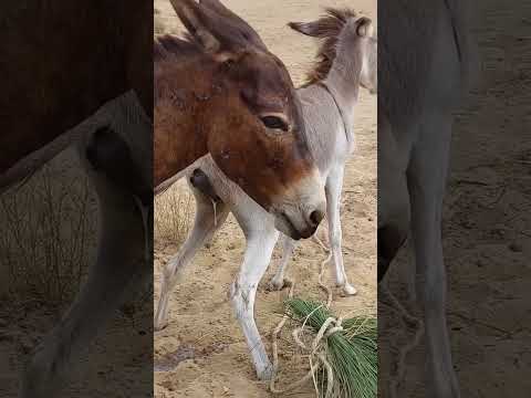 Donkey tharparkar desert thar #animals #desert #animalshorts #thardesert