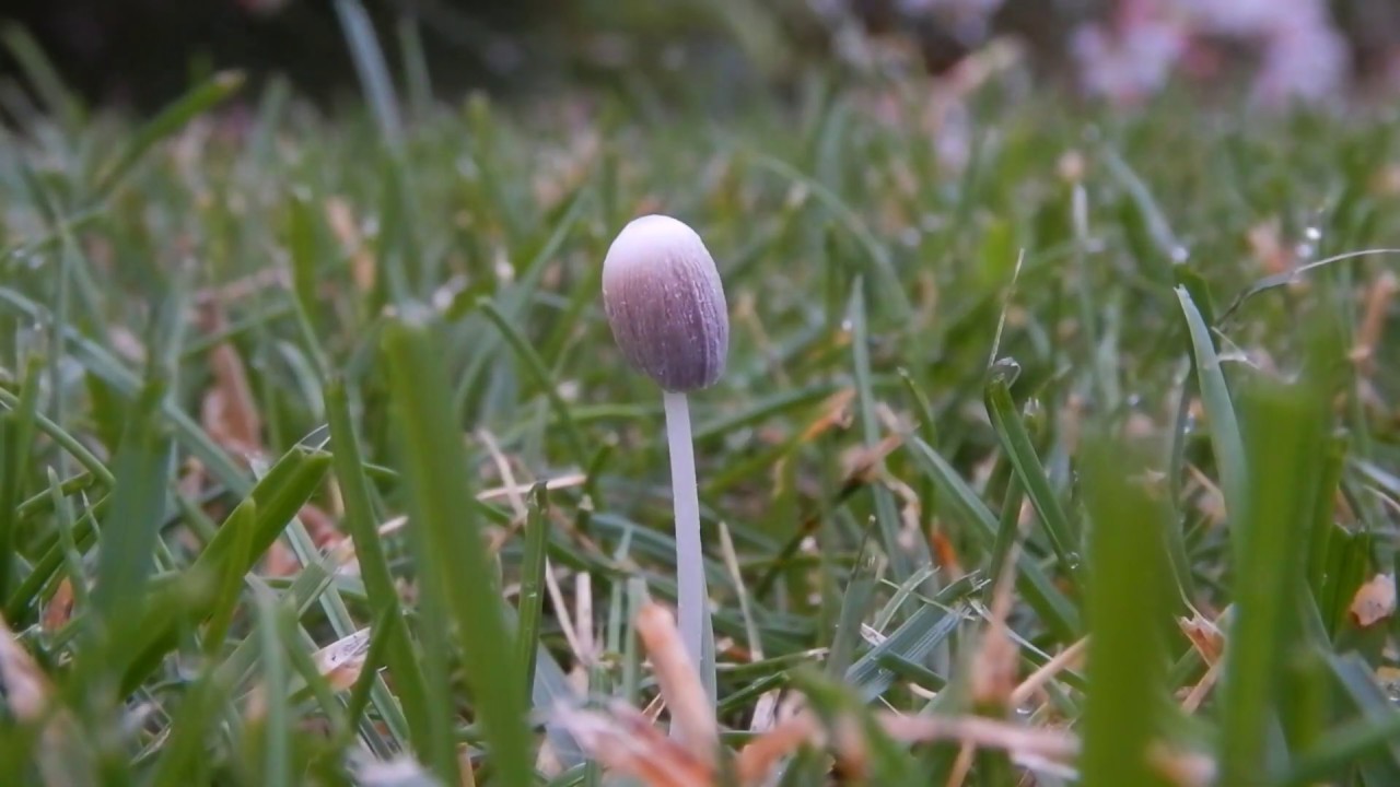 Snelle groei van paddenstoelen in mijn tuin 🍄