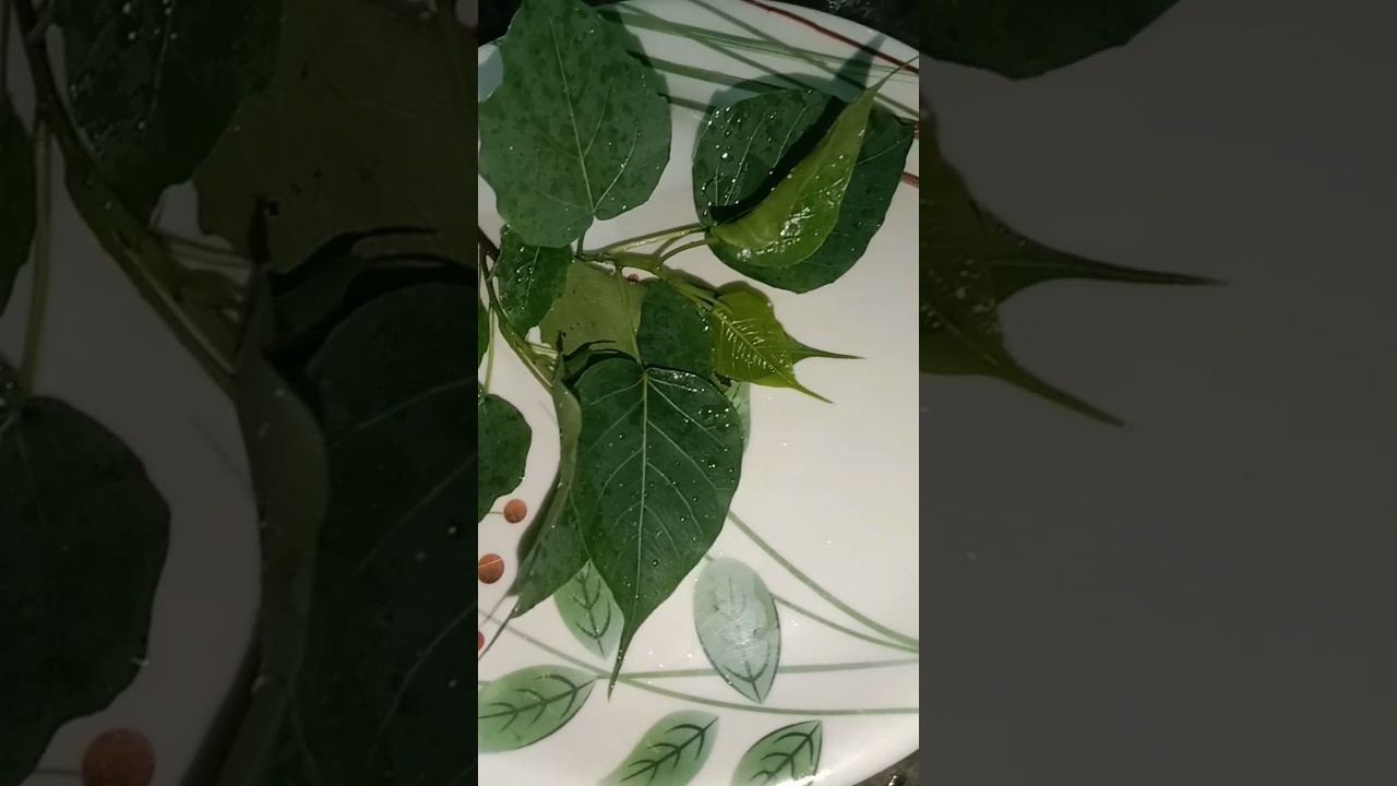 पीपल, कड़ी पत्ता, नीम और अमरूद के पत्ते चबाने के अद्भुत फायदे 🌿