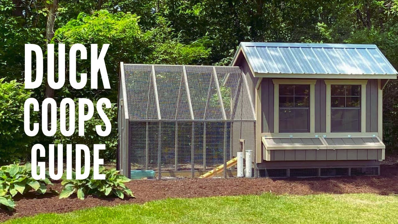 Duck Coops: 15 Expert Tips for Designing the Ideal Home for Your Ducks
