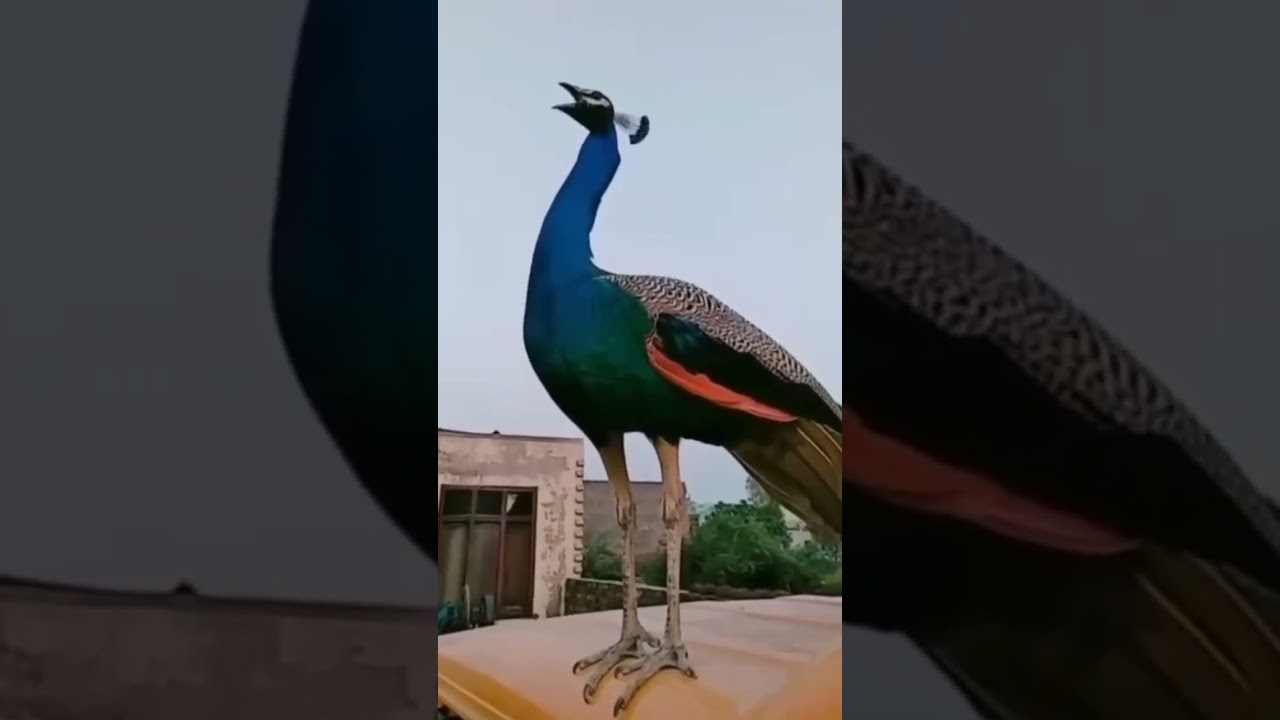 Suara Burung Merak 🦚 | Belajar Nama & Suara Hewan