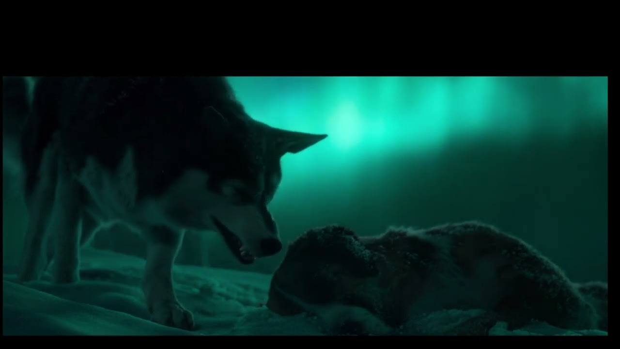 Buck vs Spitz: The 2020 Wild Battle 🐾