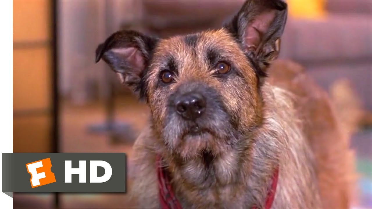 Look Who's Talking Now - Rocks & Daphne Scene (1993) 🎬