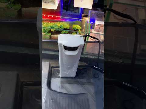 Filter kura #filterkura #kurakura #filterairsehat #dilterakuarium