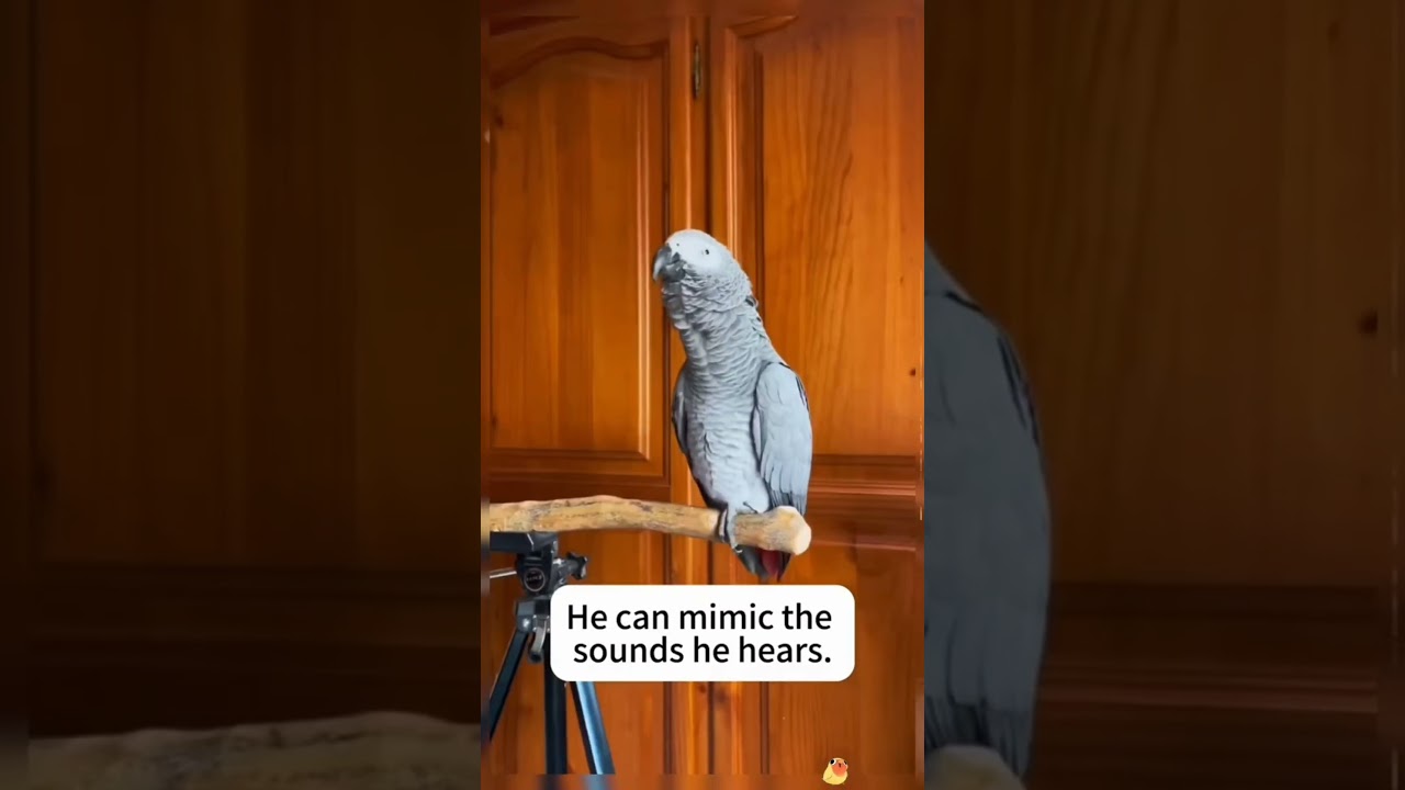 Hilarious Bird Moments 🐦