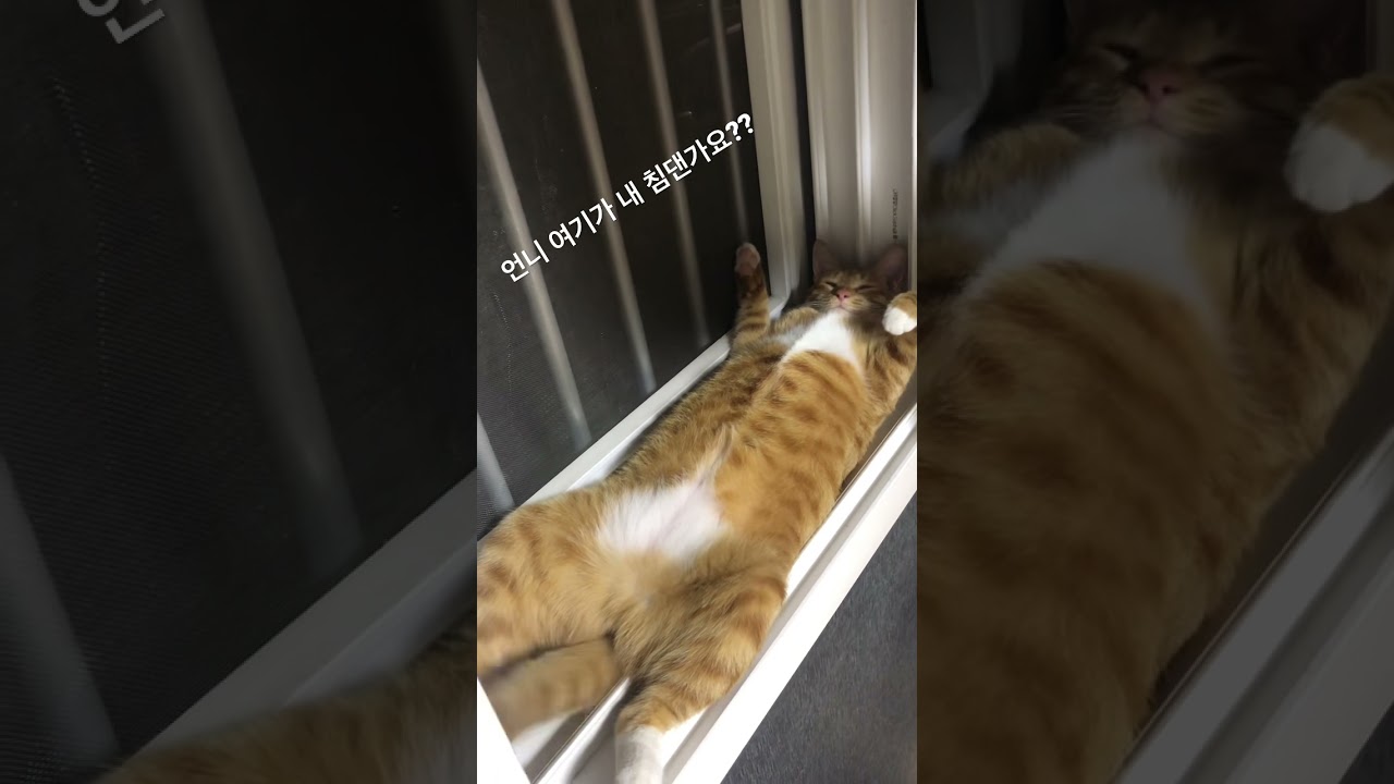 우리집 고양이의 귀엽고 웃긴 순간 🐱