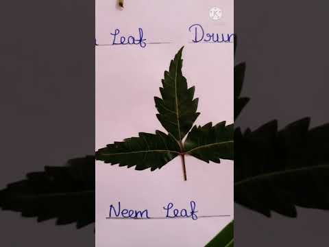 Names of Leaves... Part - 1