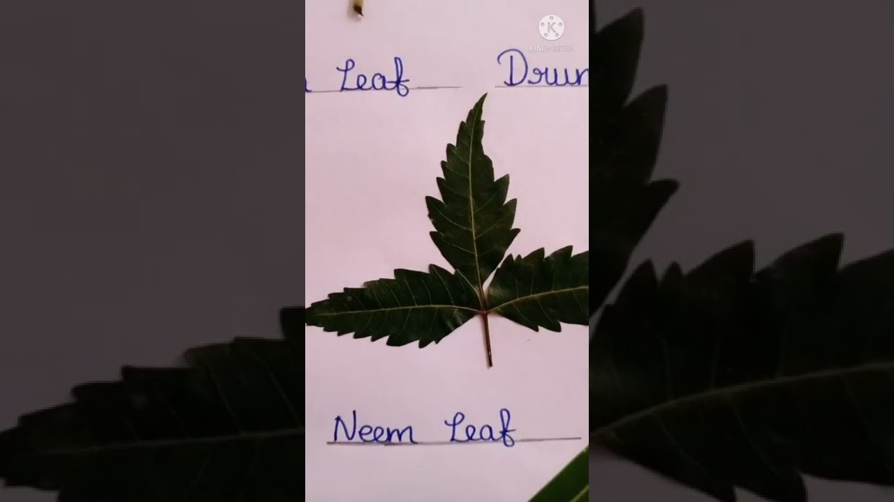 Discover the Names of Common Leaves 🌿 - Part 1
