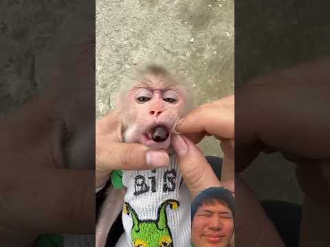 funny Video 🤣　part38 #monkey #babymonkey #funny #animals #cute #dj #remix #music #duet #drgadget