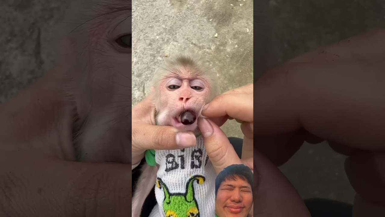 Hilarious Monkey Video π€£ Part 38