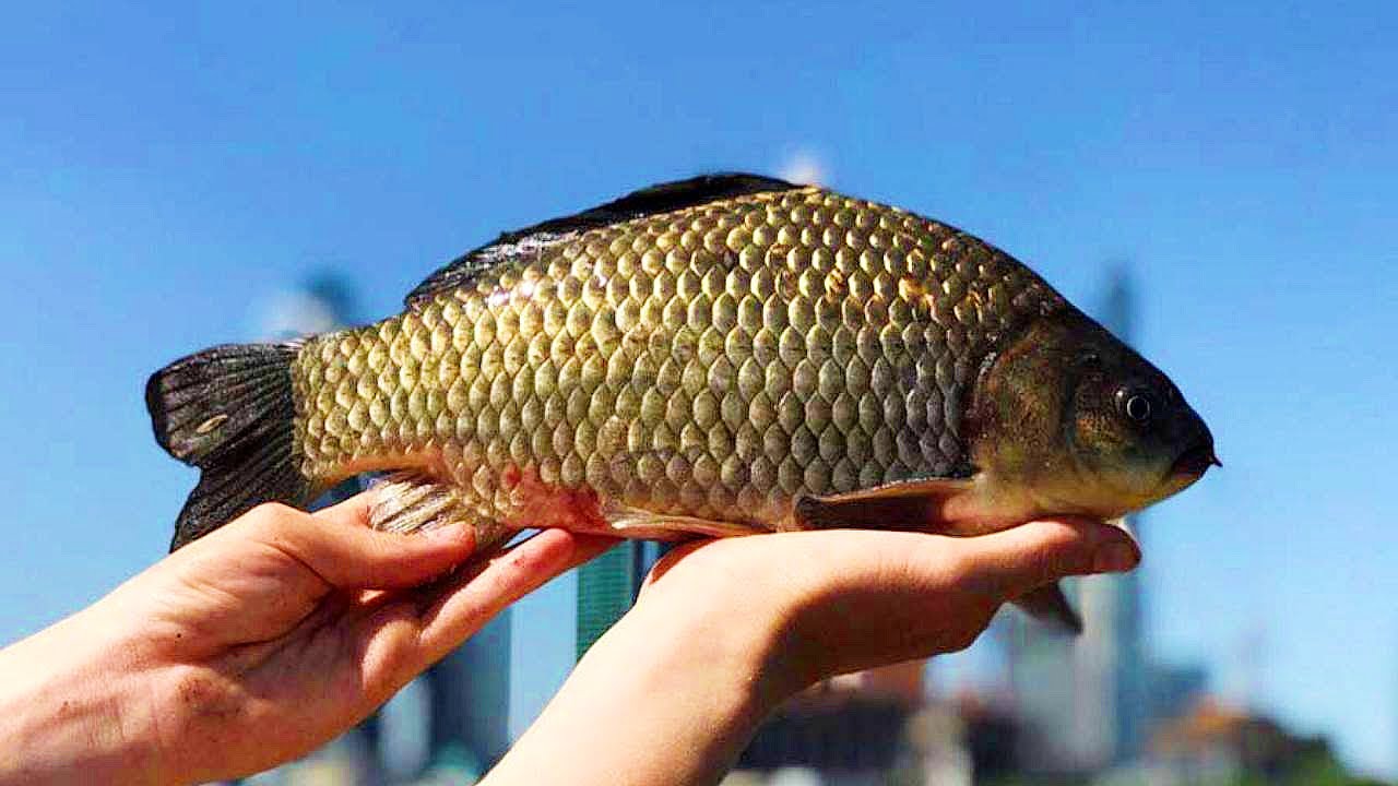 Когда клюют килограммовые караси? Приметы и советы 🎣